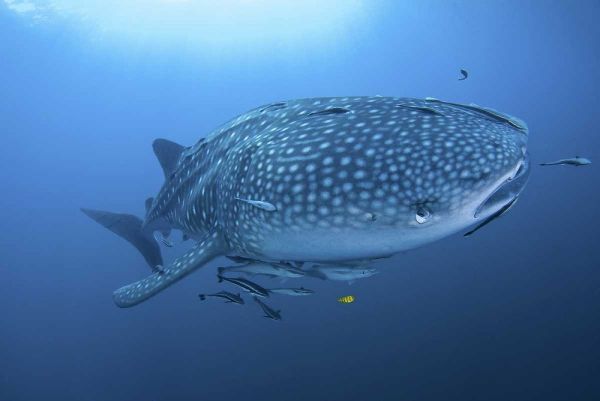 Indonesia, Papua Whale shark and remoras